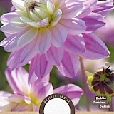 Dahlia Cactus Luca Johanna 1st.