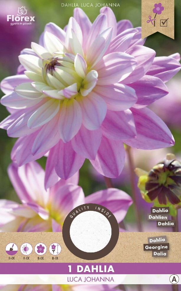 Dahlia Cactus Luca Johanna 1st.