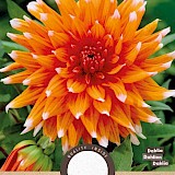 Dahlia Cactus Color Spectacle Oranje 1st.