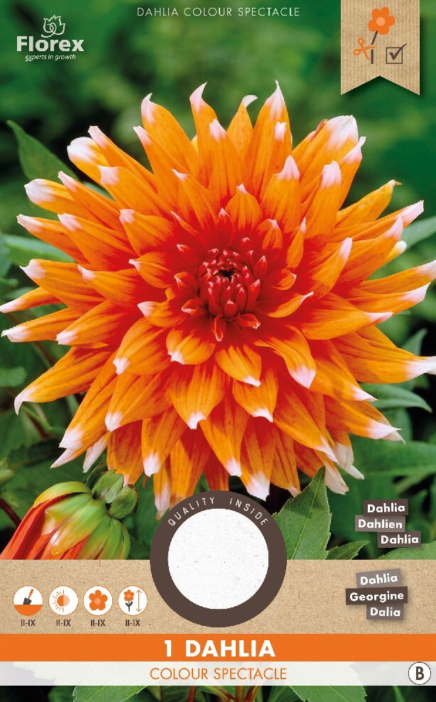 Dahlia Cactus Color Spectacle Oranje 1st.