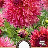 Dahlia Cactus Myrtle's Folie 1st.