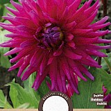 Dahlia Cactus Orfeo 1st.