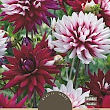 Dahlia Cactus Rebecca's World Colorchanging 1st.
