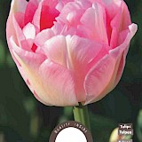 Tulp Finola 11/12 8st.