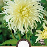 Dahlia Cactus White Star 1st.