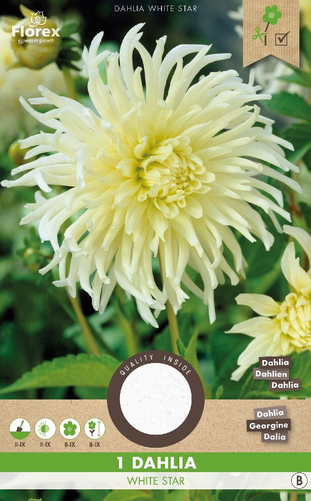 Dahlia Cactus White Star 1st.