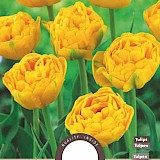Tulp Yellow Pomponette 11/12 8st.