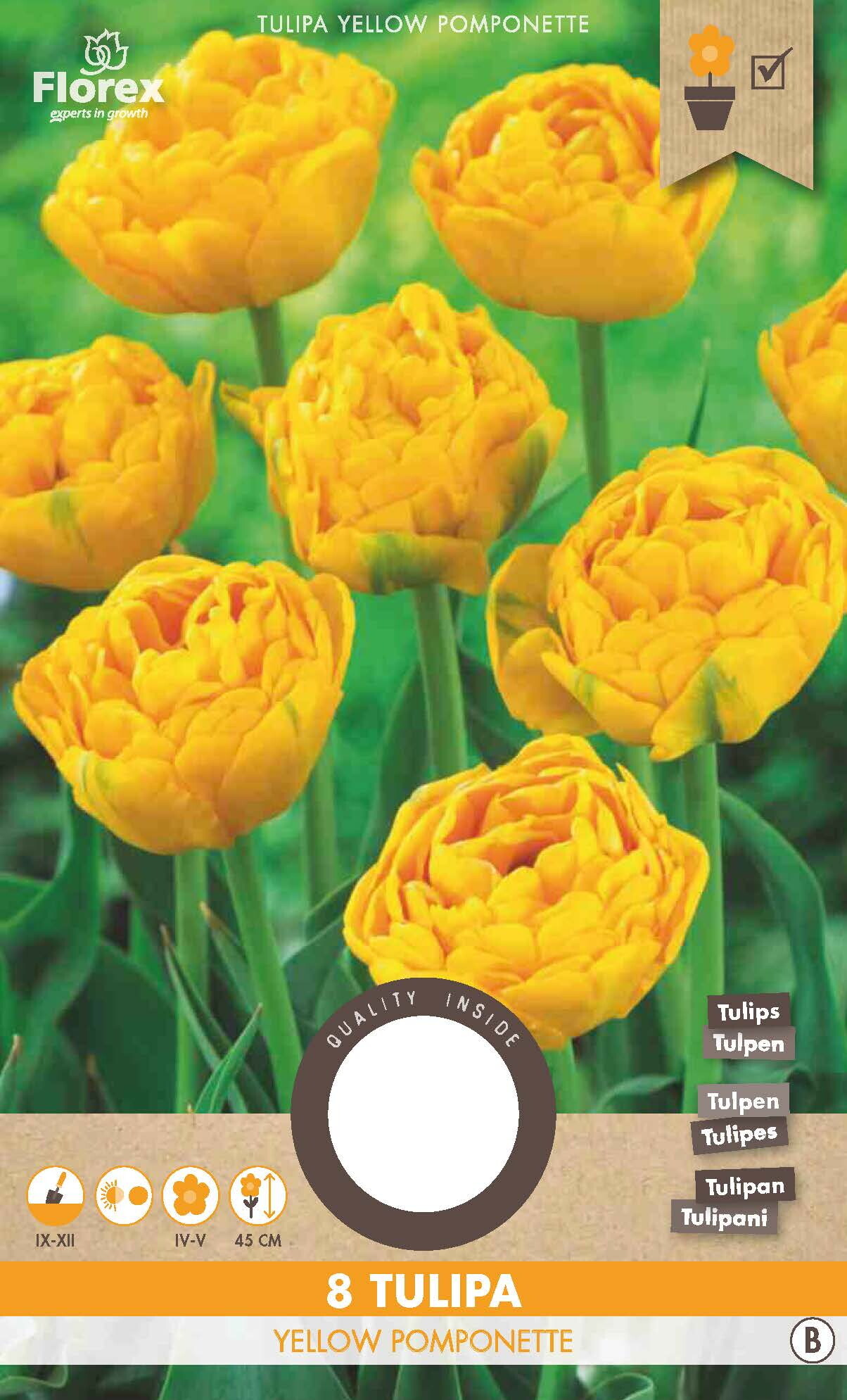 Tulp Yellow Pomponette 11/12 8st.