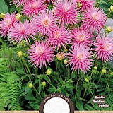 Dahlia Cactus Park Princess Roze 1st.