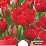 Tulp Viking Miranda 11/12 8st.