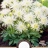 Dahlia Cactus Park Playa Blanca 1st.