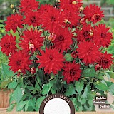 Dahlia Cactus Park Red Pigmy 1st.