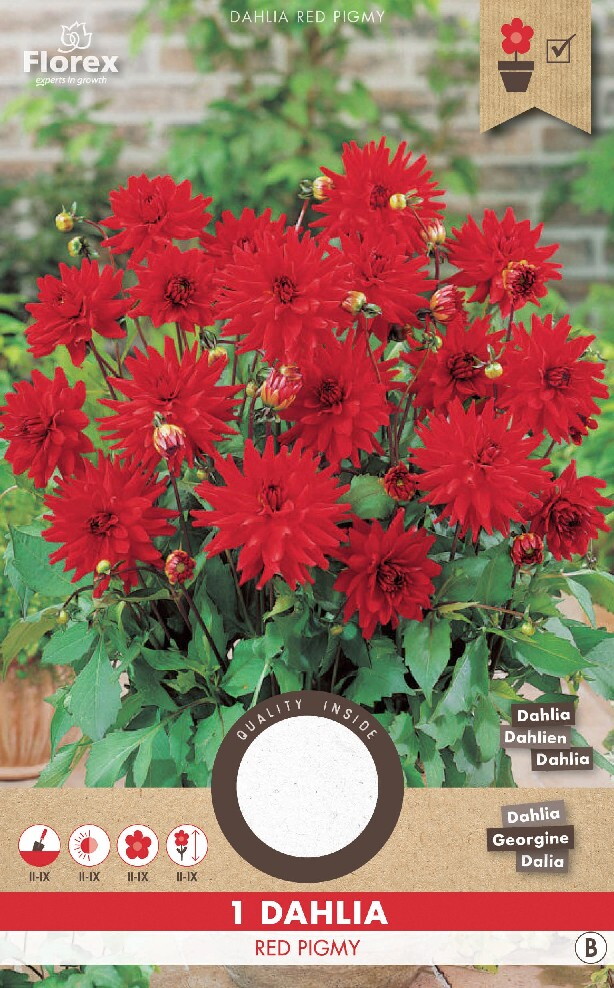 Dahlia Cactus Park Red Pigmy 1st.