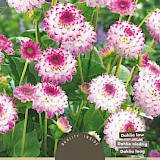 Dahlia Cactus Park Pink Isa 1st.