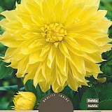 Dahlia Decoratief Kelvin Floodlight XXL 1st.