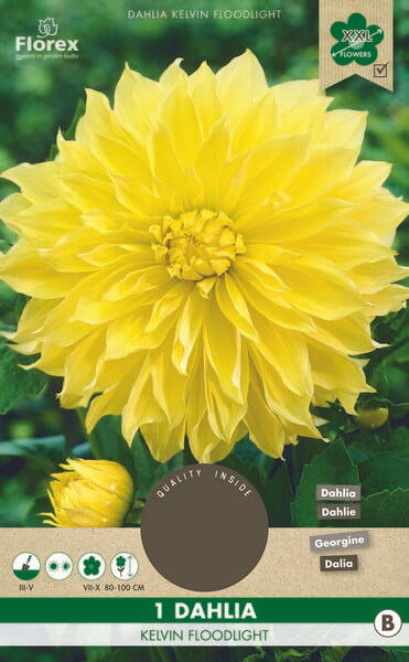 Dahlia Decoratief Kelvin Floodlight XXL 1st.