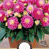 Dahlia Decoratief Gallery Rembrandt 1st.