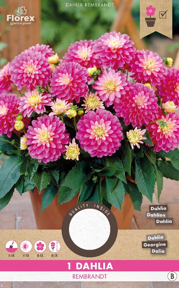 Dahlia Decoratief Gallery Rembrandt 1st.