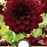 Dahlia Decoratief Arabian Night 1st.