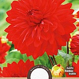 Dahlia Decoratief Garden Wonder Rood 1st.