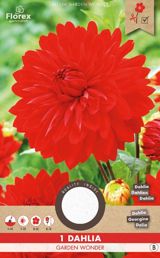 Dahlia Decoratief Garden Wonder Rood 1st.