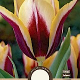 Tulp Triumph Gavota 11/12 8st.