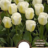 Tulp Triumph Calgary 11/12 6st.