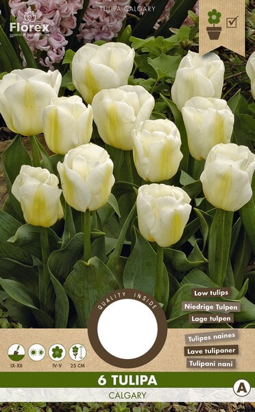 Tulp Triumph Calgary 11/12 6st.