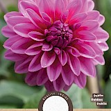 Dahlia Decoratief Lucky Number 1st.