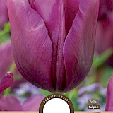 Tulp Triumph Purple Rain 11/12 8st.