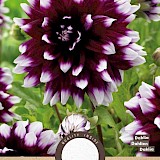 Dahlia Decoratief Mystery Day Paars/Wit 1st.