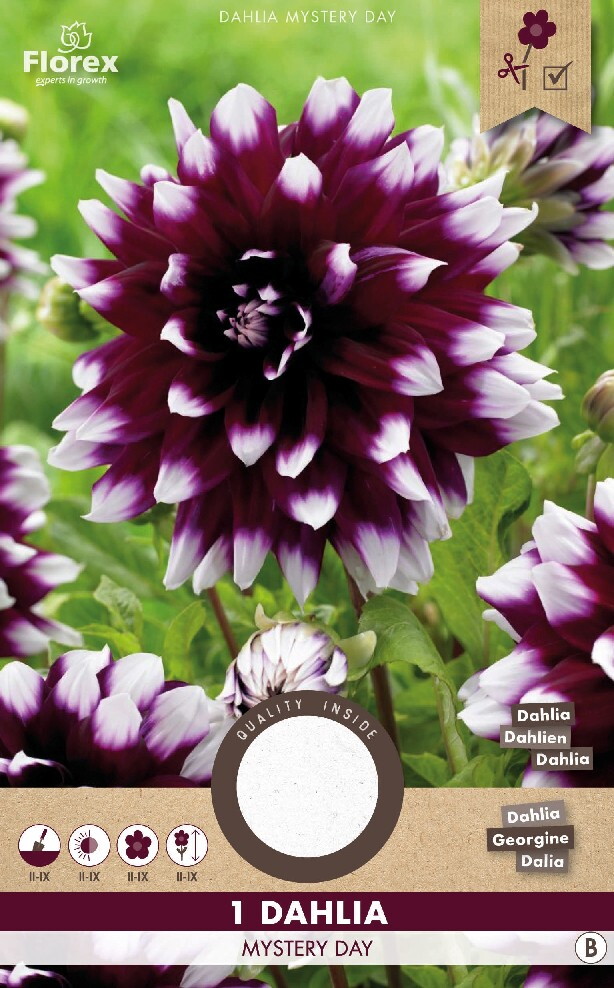 Dahlia Decoratief Mystery Day Paars/Wit 1st.