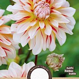 Dahlia Decoratief Carribean Fantasy 1st.