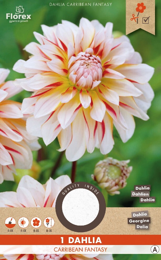 Dahlia Decoratief Carribean Fantasy 1st.