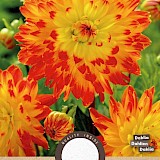Dahlia Decoratief Procyon Geel/Rood 1st.