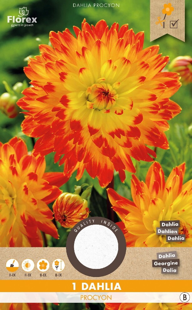 Dahlia Decoratief Procyon Geel/Rood 1st.