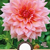Dahlia Decoratief Otto's Thrill Roze 1st.