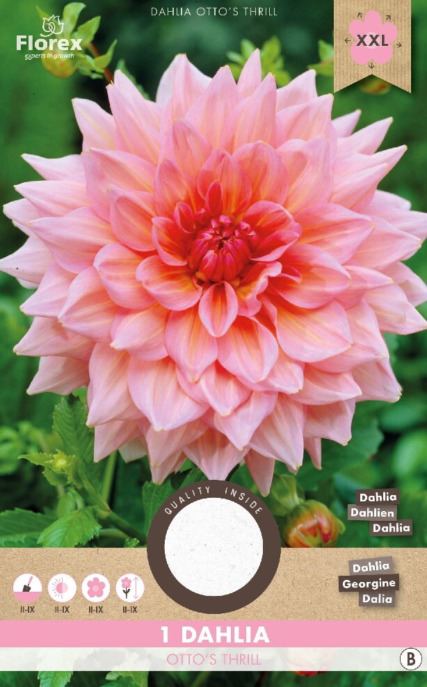 Dahlia Decoratief Otto's Thrill Roze 1st.