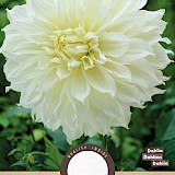 Dahlia Decoratief Dinnerplate Fleurel Wit 1st.