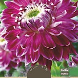 Dahlia Dinnerplate Vancouver XXL 1st.