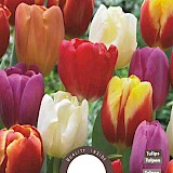 Tulp Triumph Gemengd 11/12 8st.