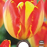Tulp Darwin Banja Luka 11/12 8st.