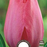 Tulp Darwin Van Eyk 11/12 8st.