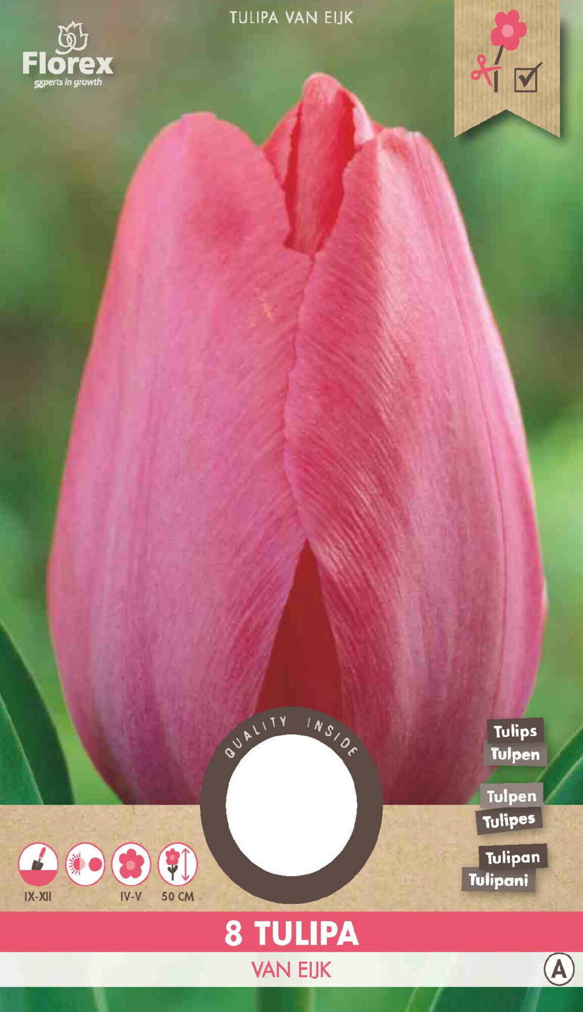 Tulp Darwin Van Eyk 11/12 8st.