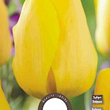 Tulp Darwin Golden Apeldoorn 11/12 8st.