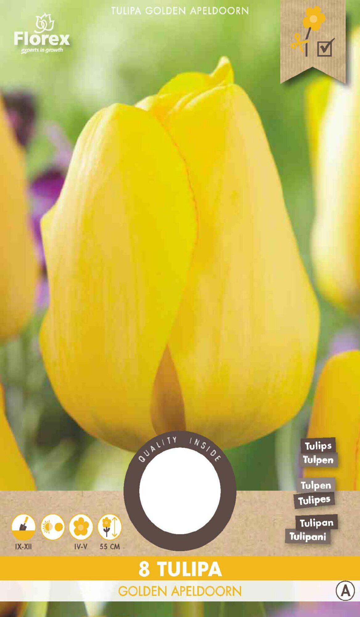 Tulp Darwin Golden Apeldoorn 11/12 8st.