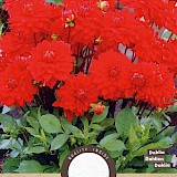 Dahlia Decoratief Park Heatwave Rood 1st.