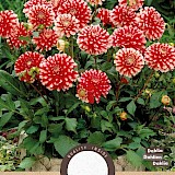 Dahlia Decoratief Park Little Tiger Rood-Wit 1st.