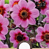 Dahlia Mignon Happy Single Wink Rose 1st.