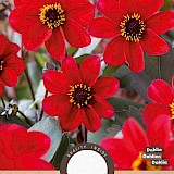 Dahlia Mignon Happy Single Romeo Rood 1st.